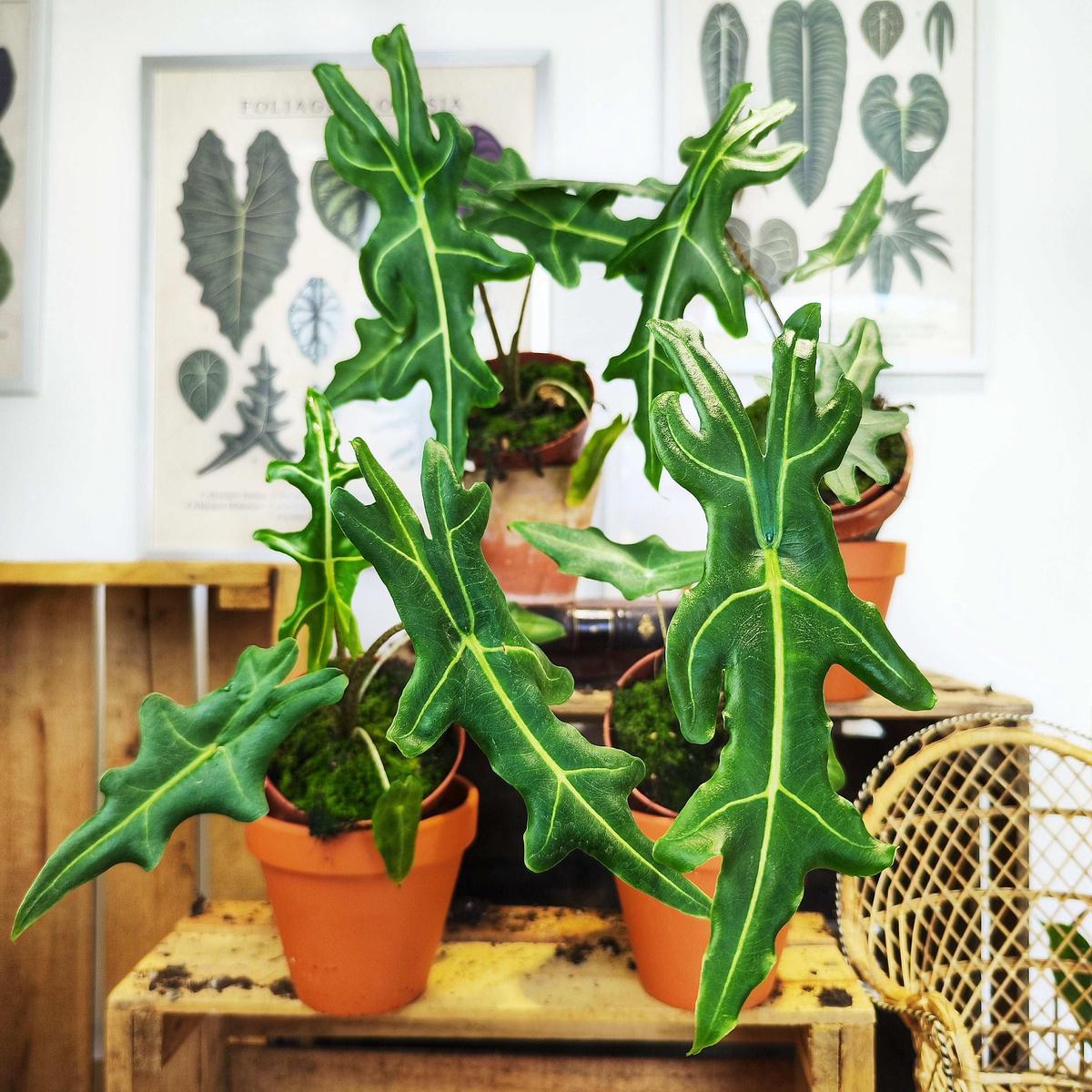 Alocasia Portei (30cm)
