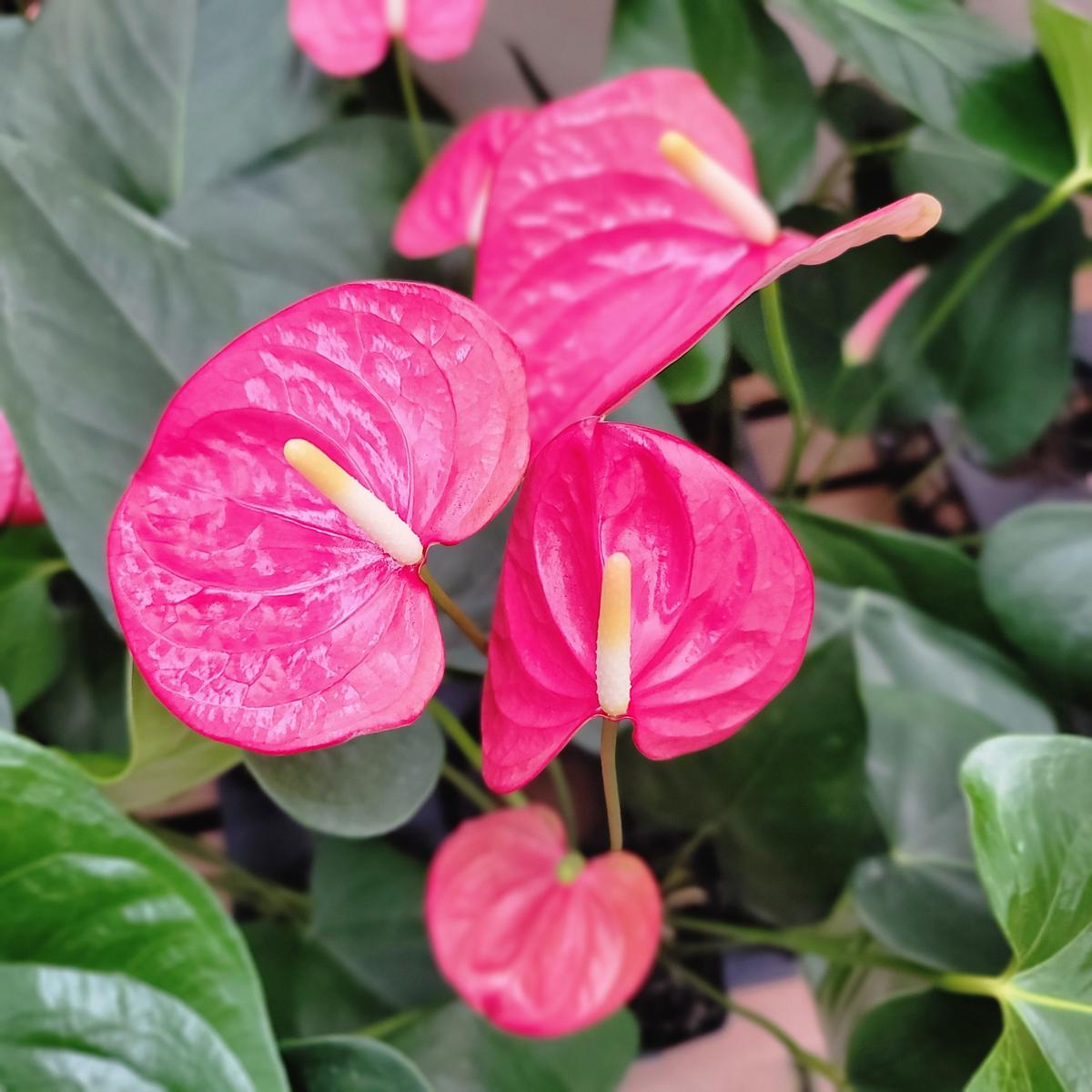Anth. Honihoni - 4" Pot