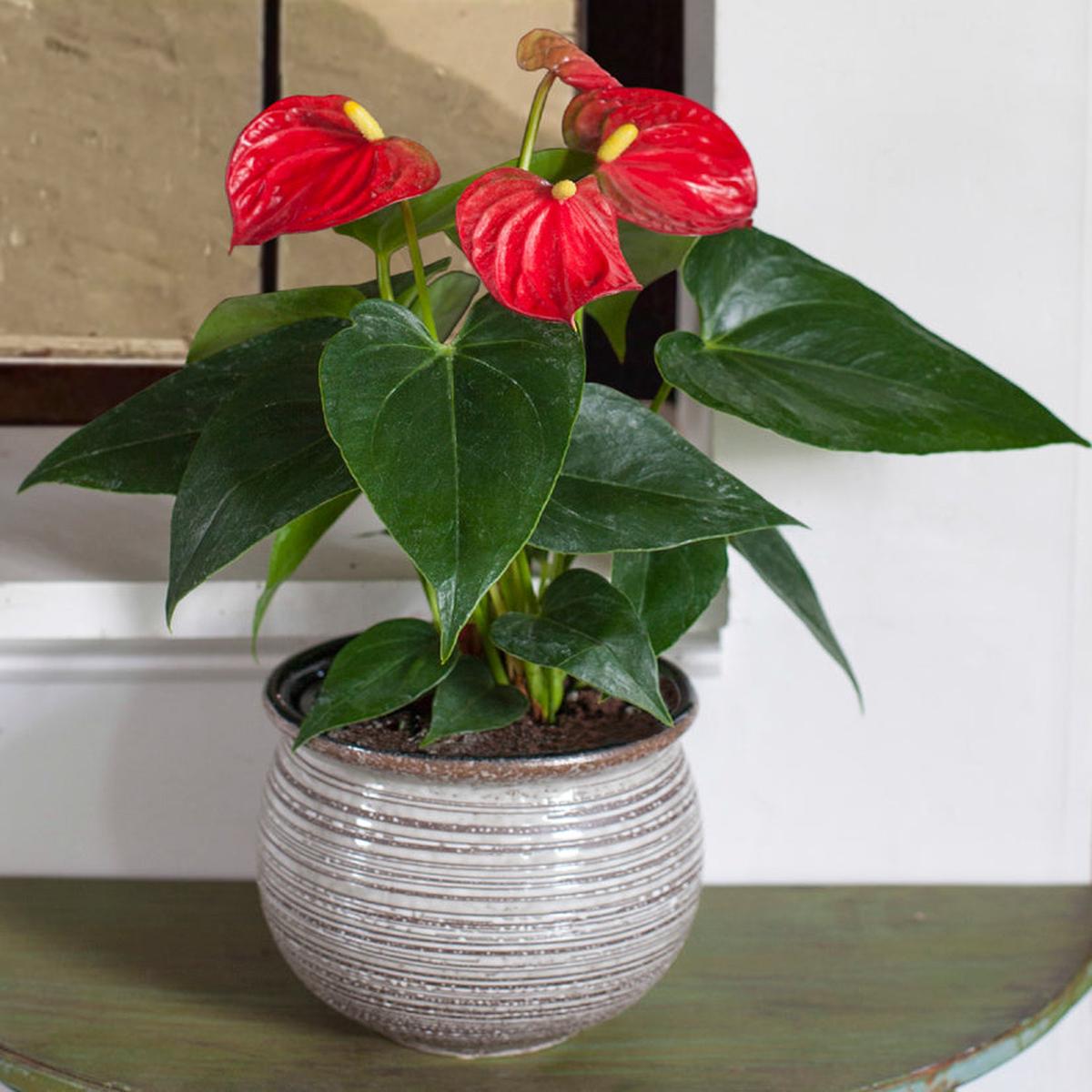 Anthurium Red in Earthenware Pot