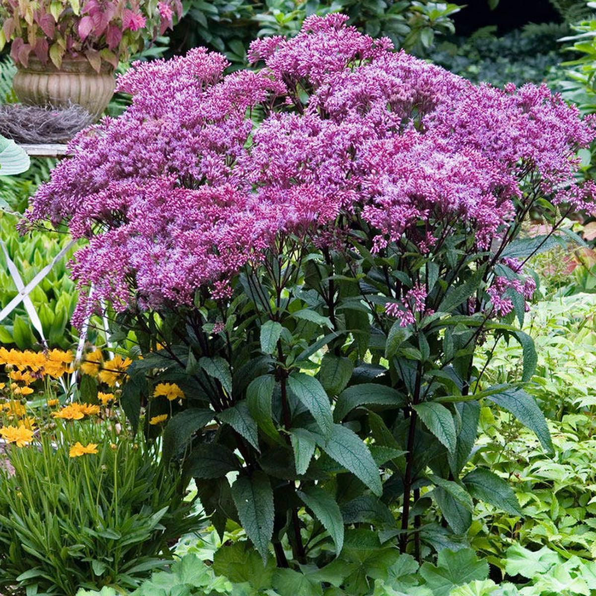 Baby Joe Joe Pye Weed