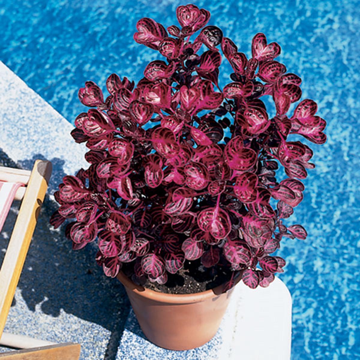 Beefsteak Plant (Iresine herbstii)