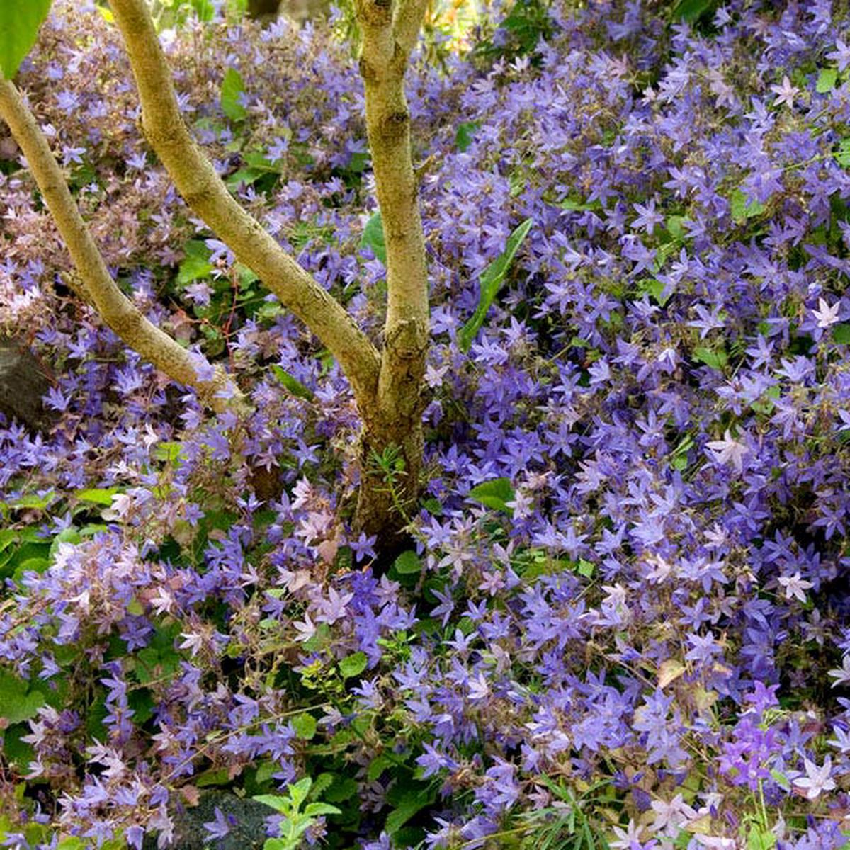 Blue Waterfall Bellflower