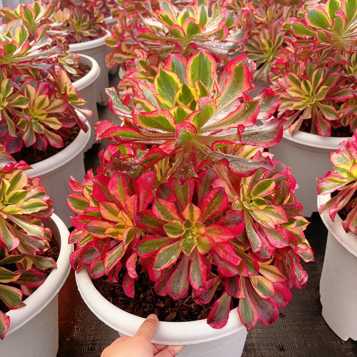Cluster Aeonium PhantomBig Size Cluster 30cmAt Least 10 heads.