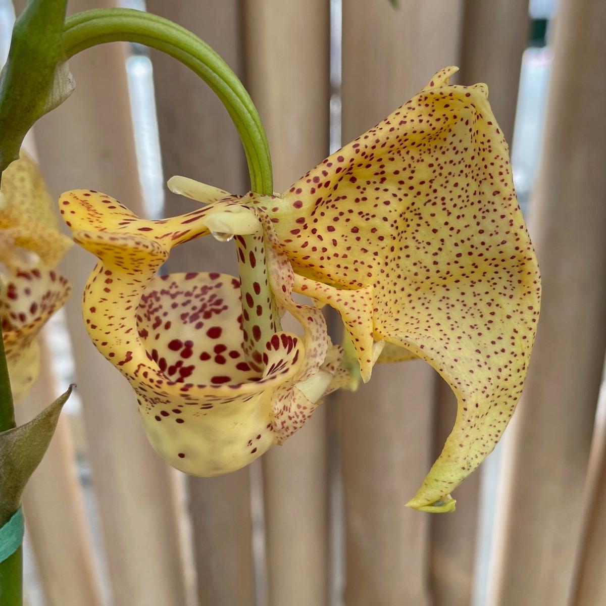 Coryanthes elegantium 'Naranja' x self (5" Pot) - Buds