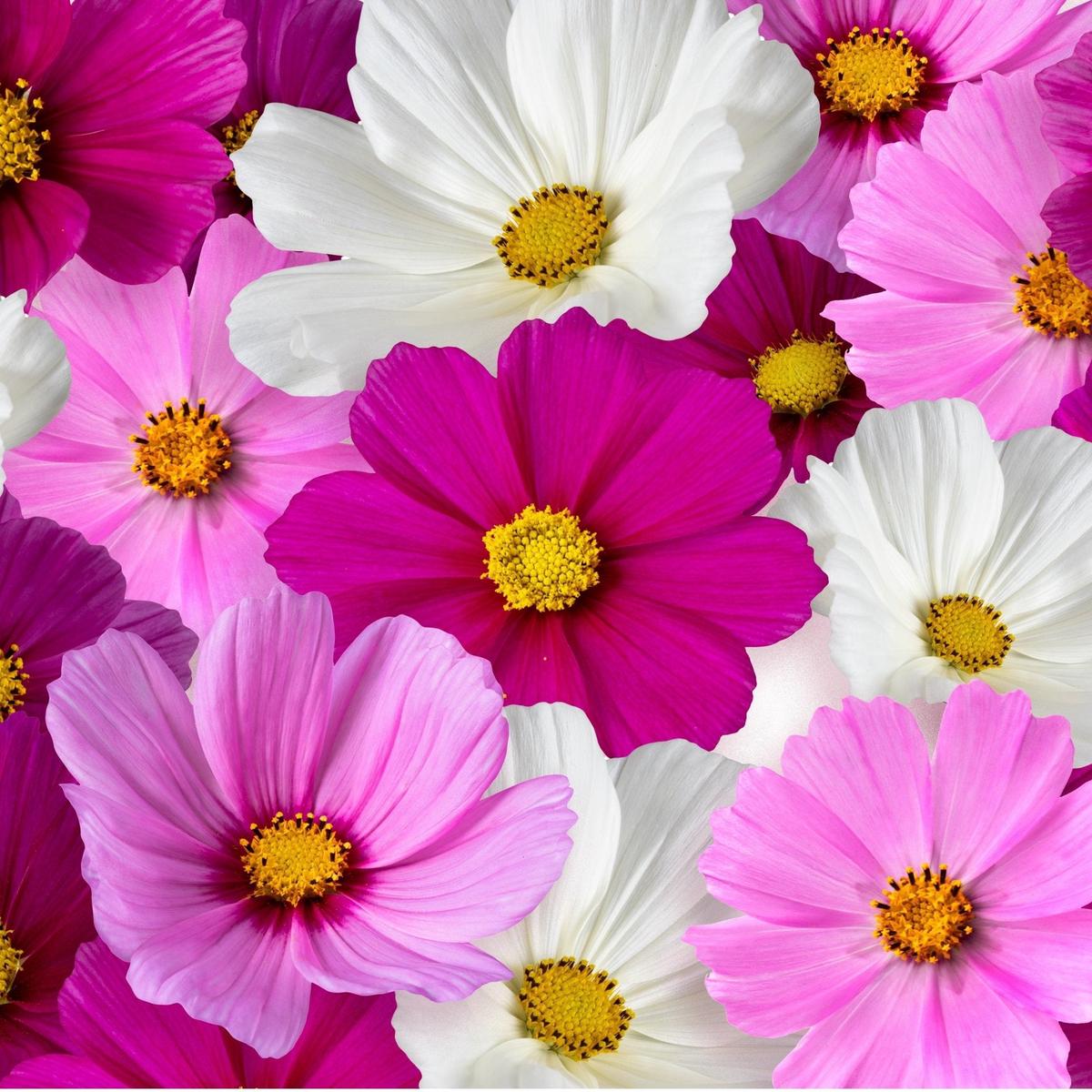 Cosmos - 3213