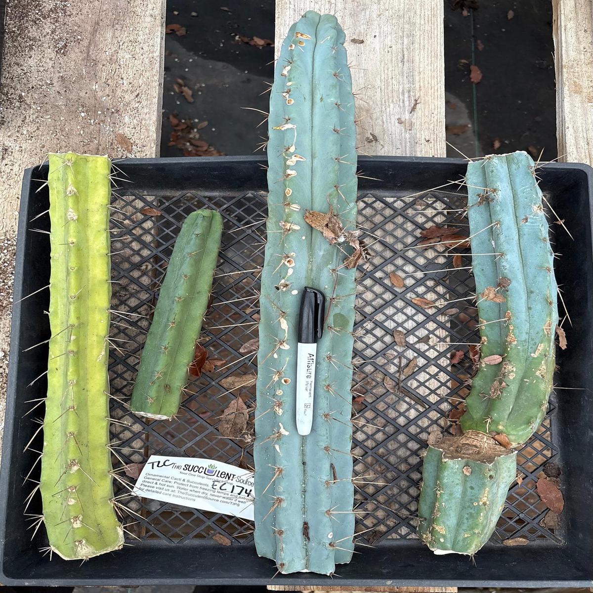 #EC174 EXACT Trichocereus Bridgesii TLC Cactus Cutting Lot