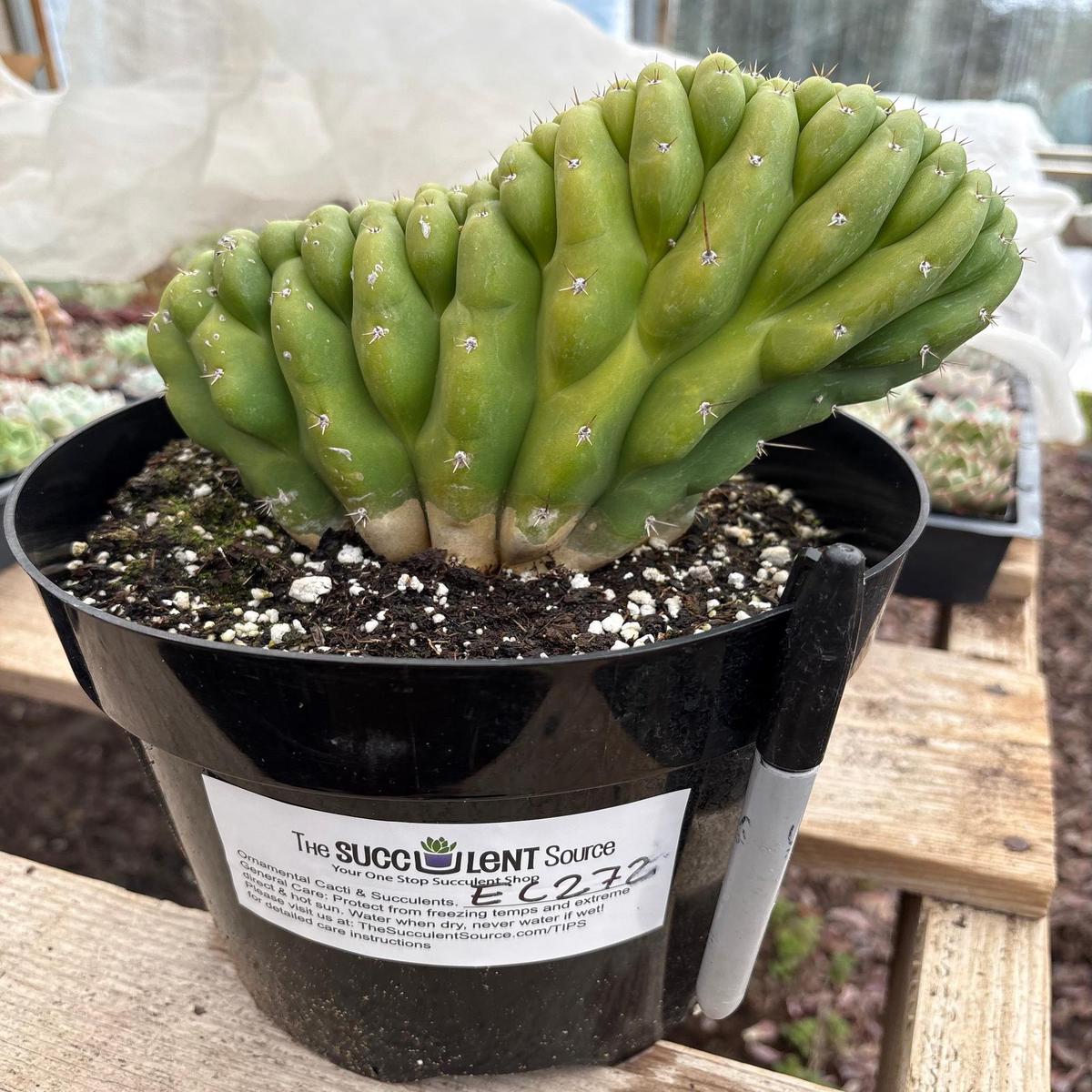 #EC272 EXACT Trichocereus Pachanoi Crested Cactus