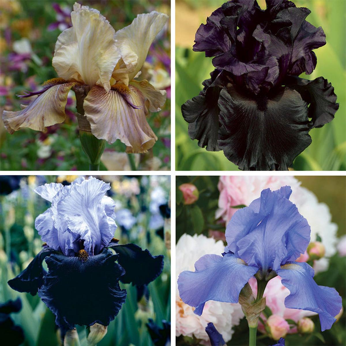 Enchanted Bearded Iris Collection