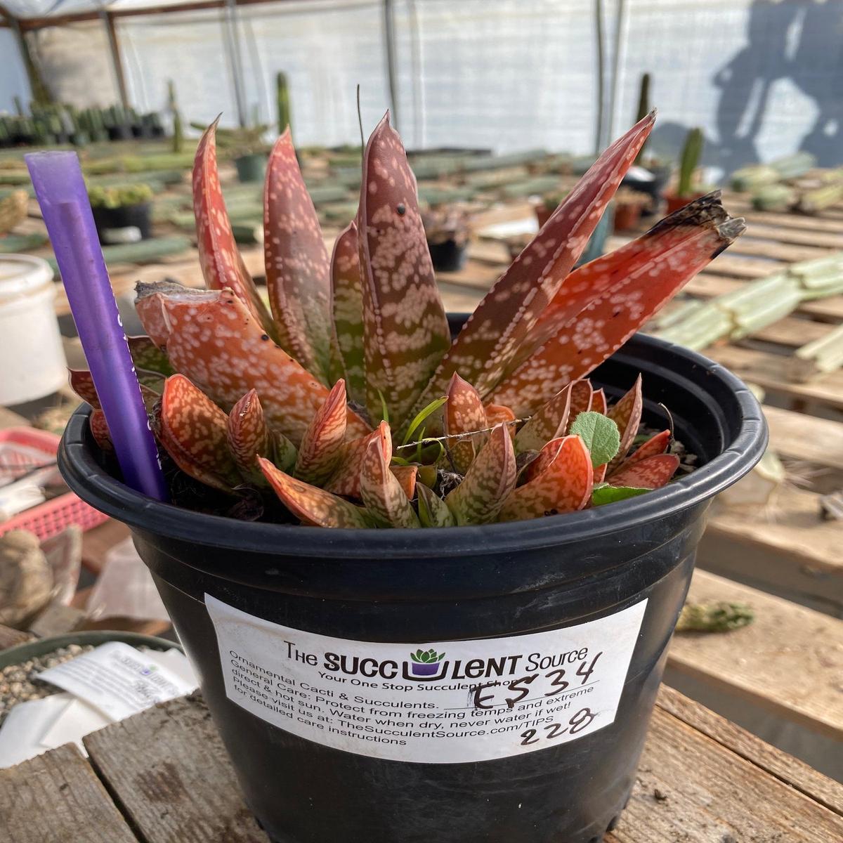 #ES11 EXACT Euphorbia Specimen