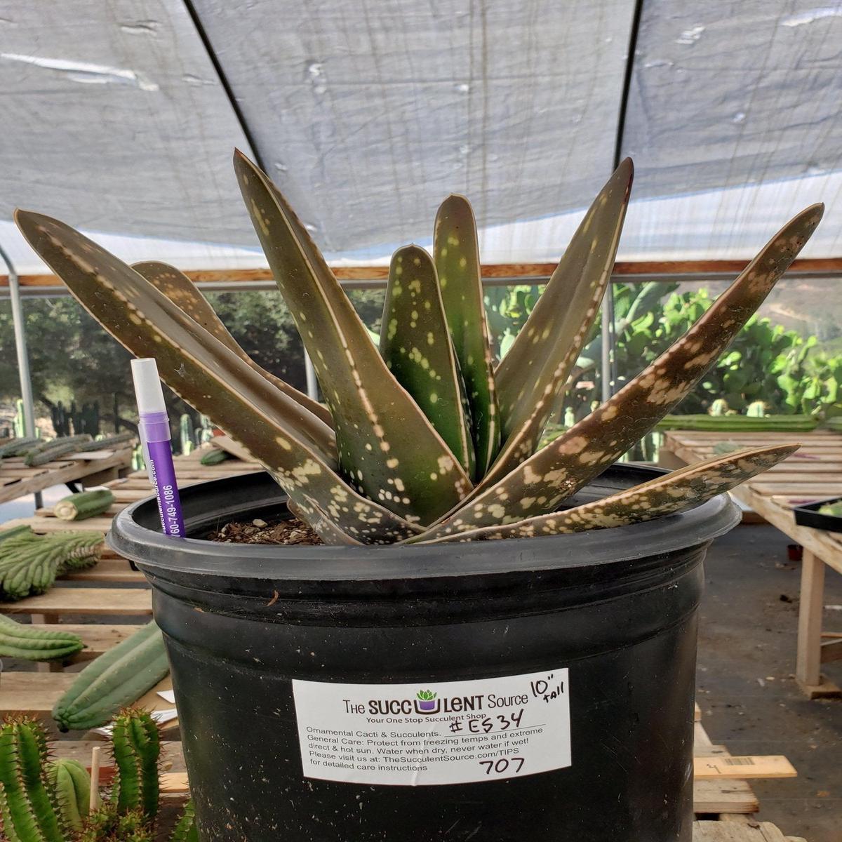 #ES34 EXACT Gasteria Clump