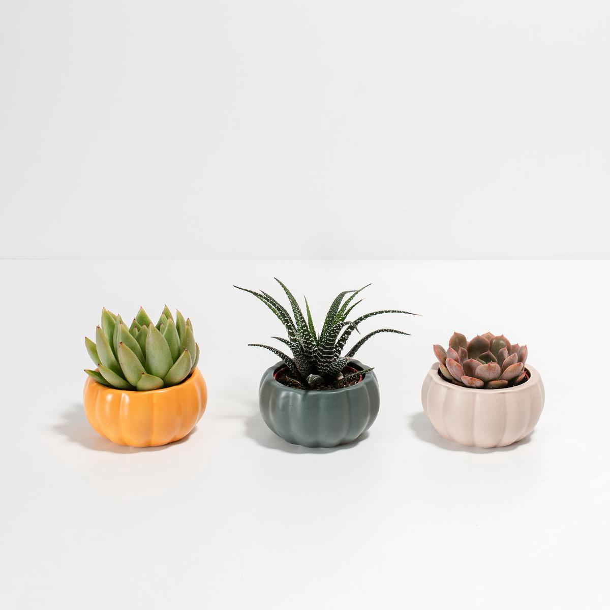 Fall Pumpkin Succulent Assortment