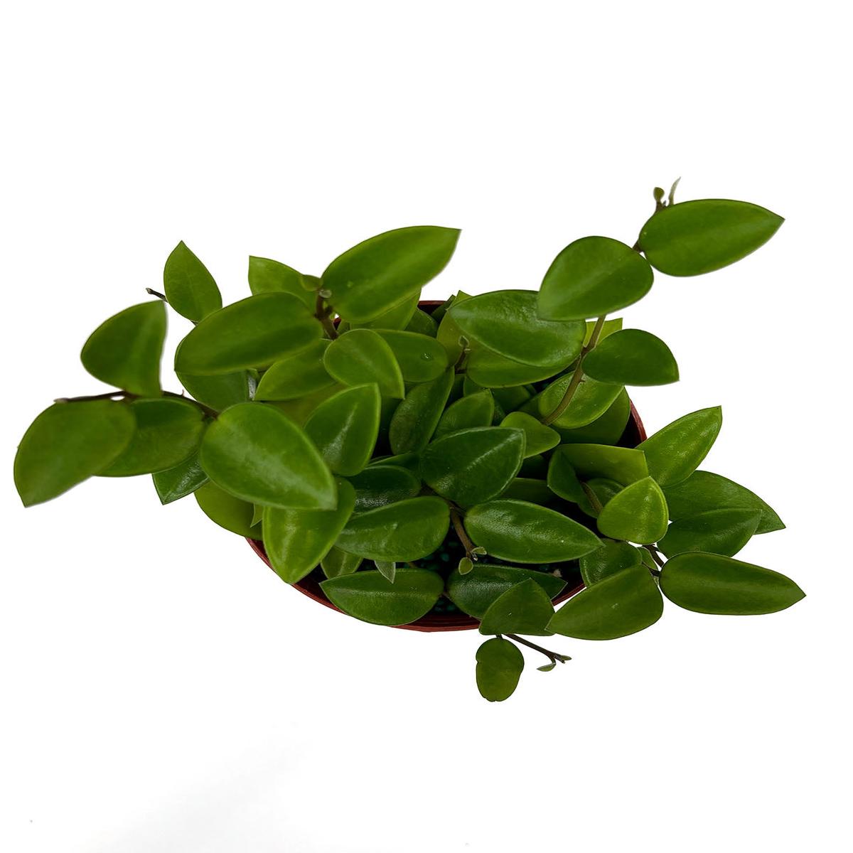 Hoya Chouke