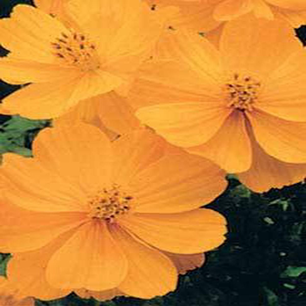 Lady Bird Dwarf Gold Cosmos - 3285