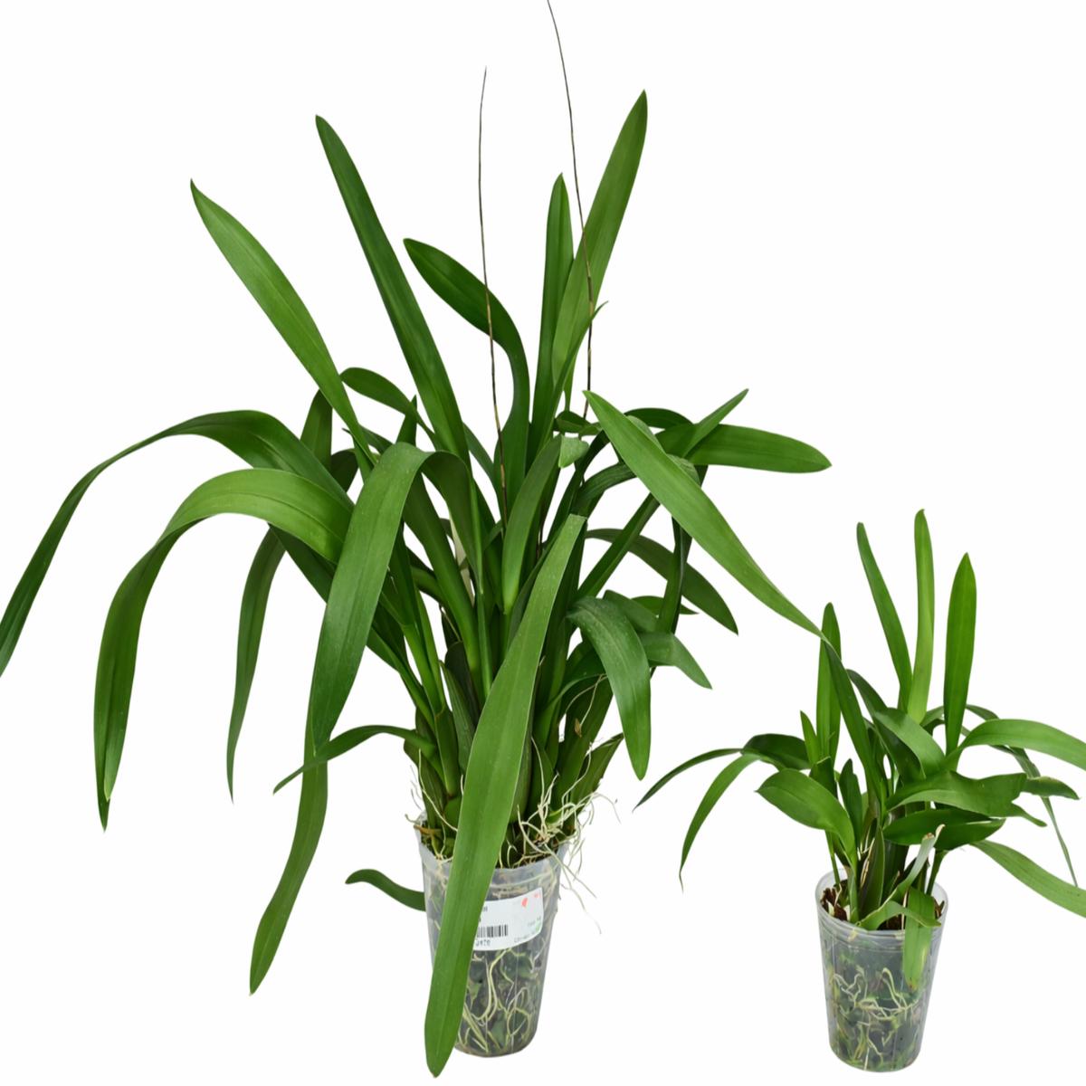 Oncidium Kiss Me (Big)