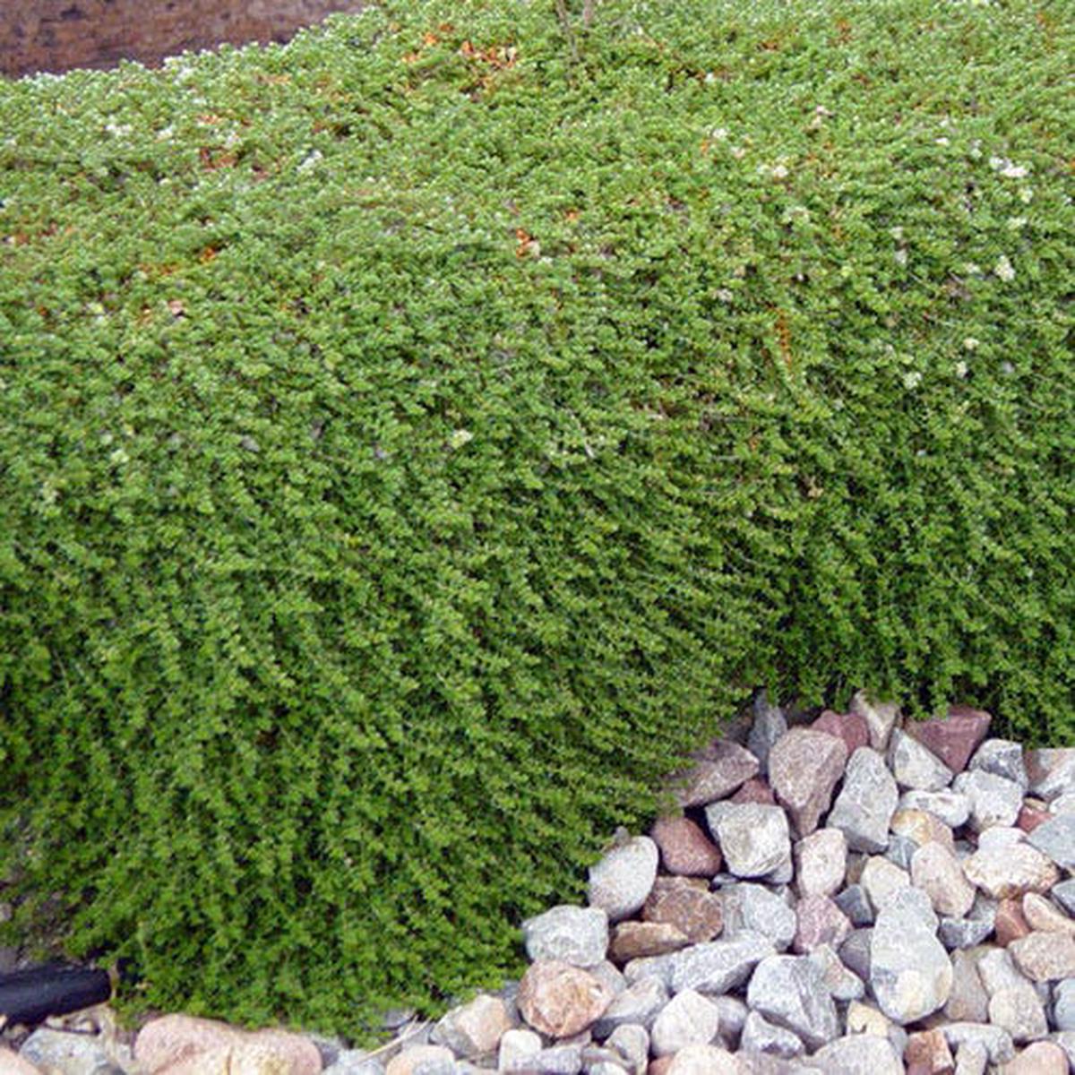 Paronychia (Silver Nailwort)