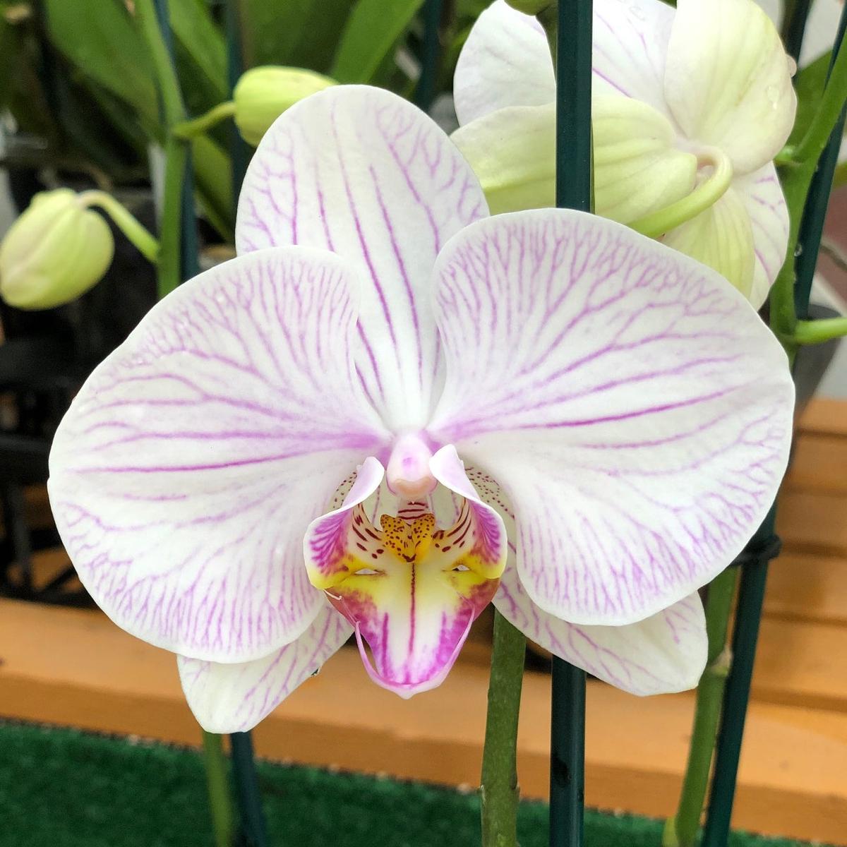 Phal. True Love