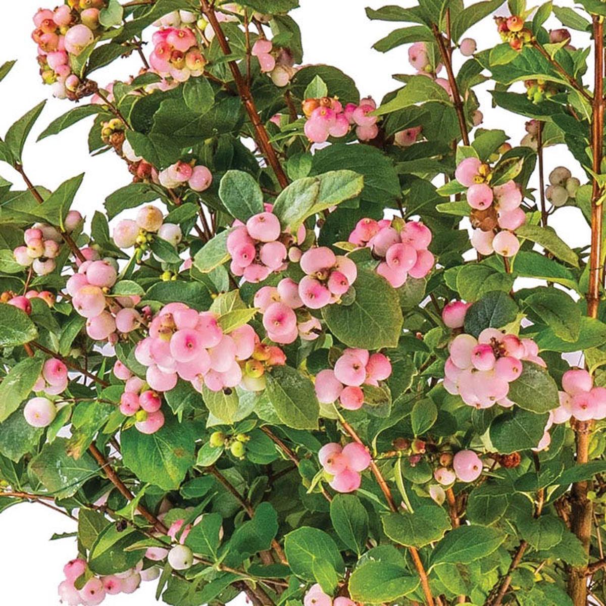 Pink Posy Snowberry