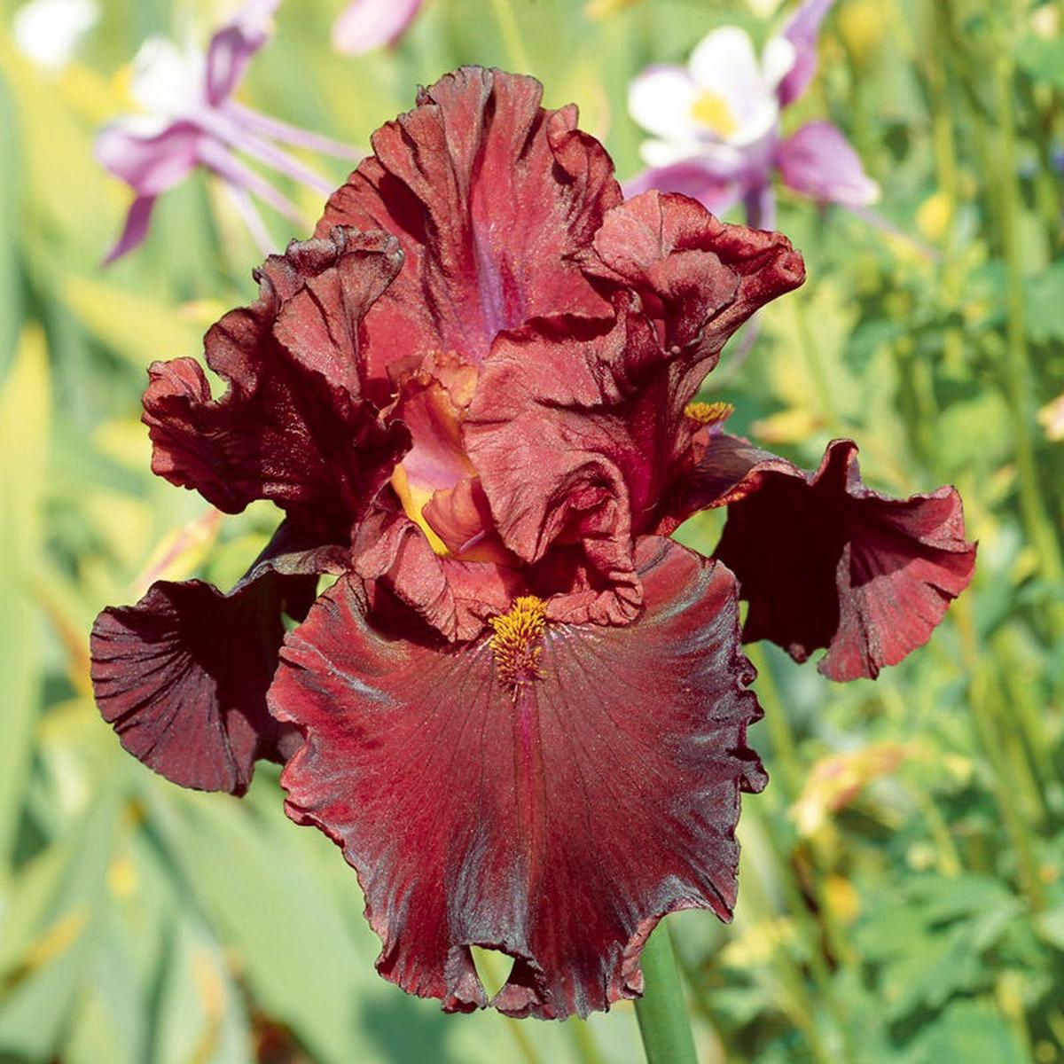 Raptor Red Bearded Iris