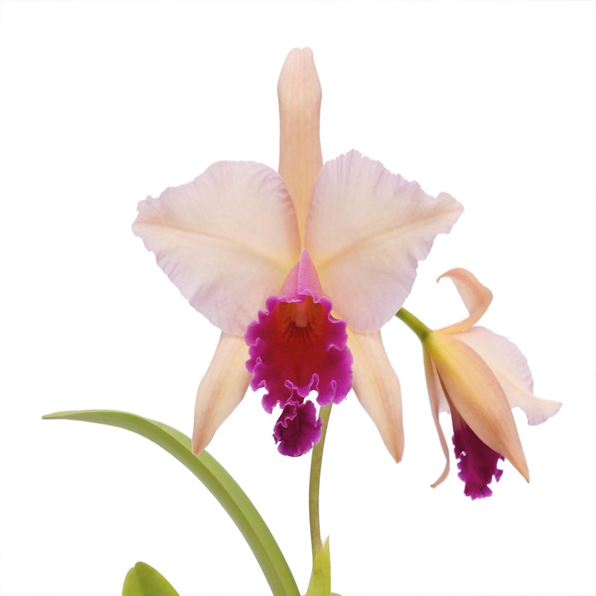 Rhyncatlaelia Nia Bonita