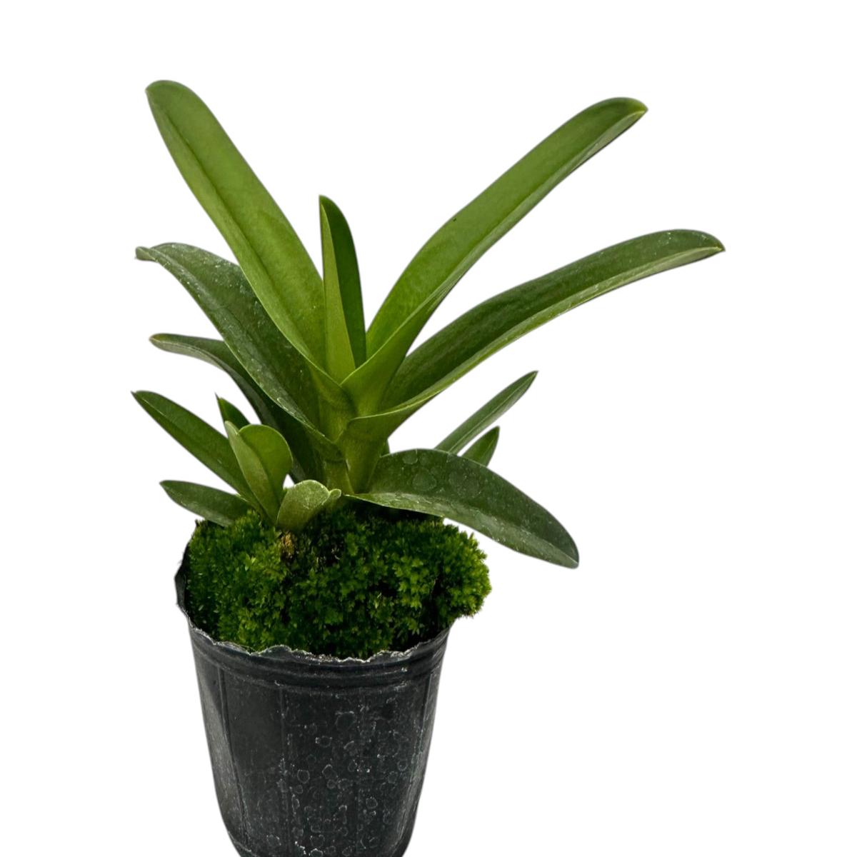Sarcochilus Cholita Cuencana x Sarcochilus Kulnura Oath