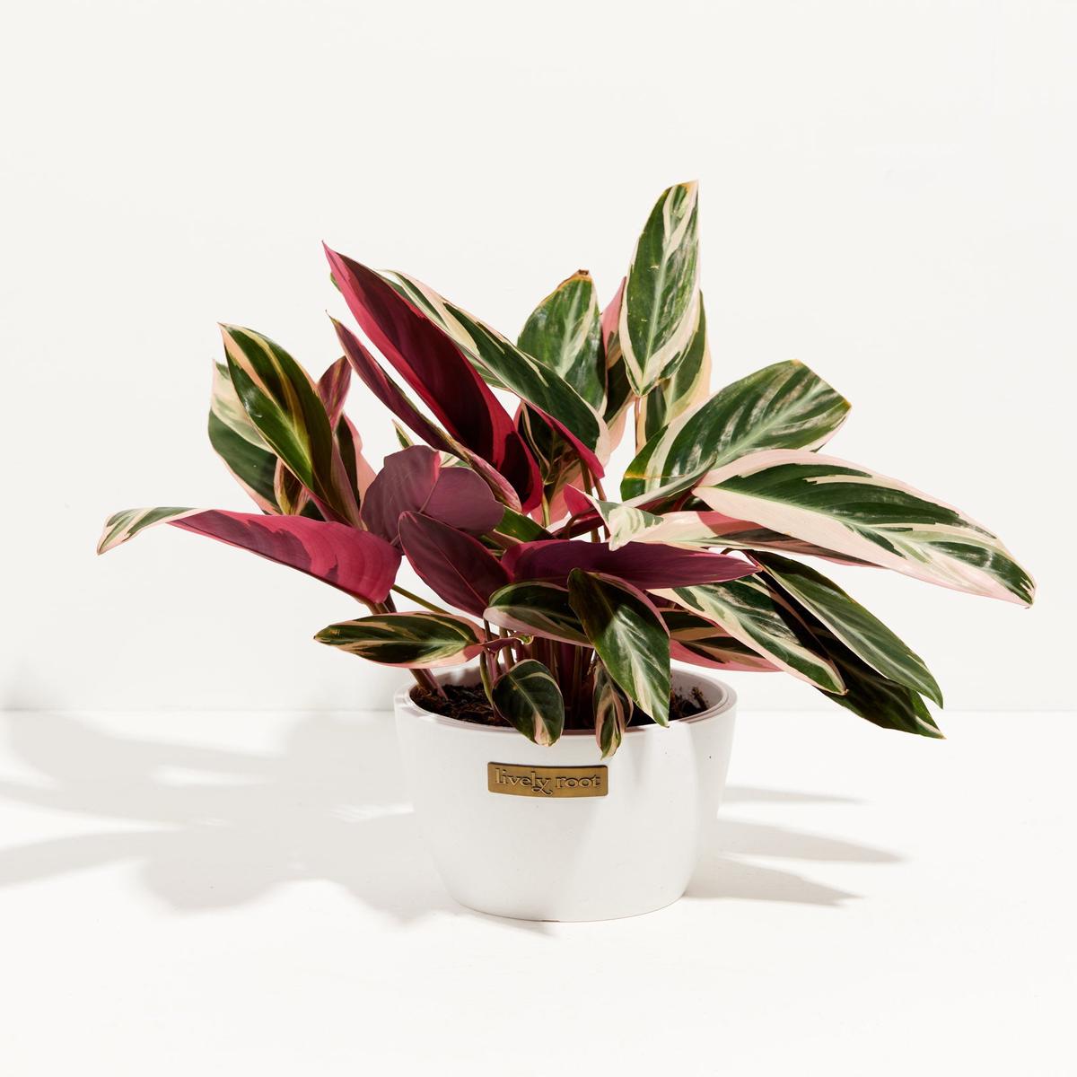Stromanthe Tricolor