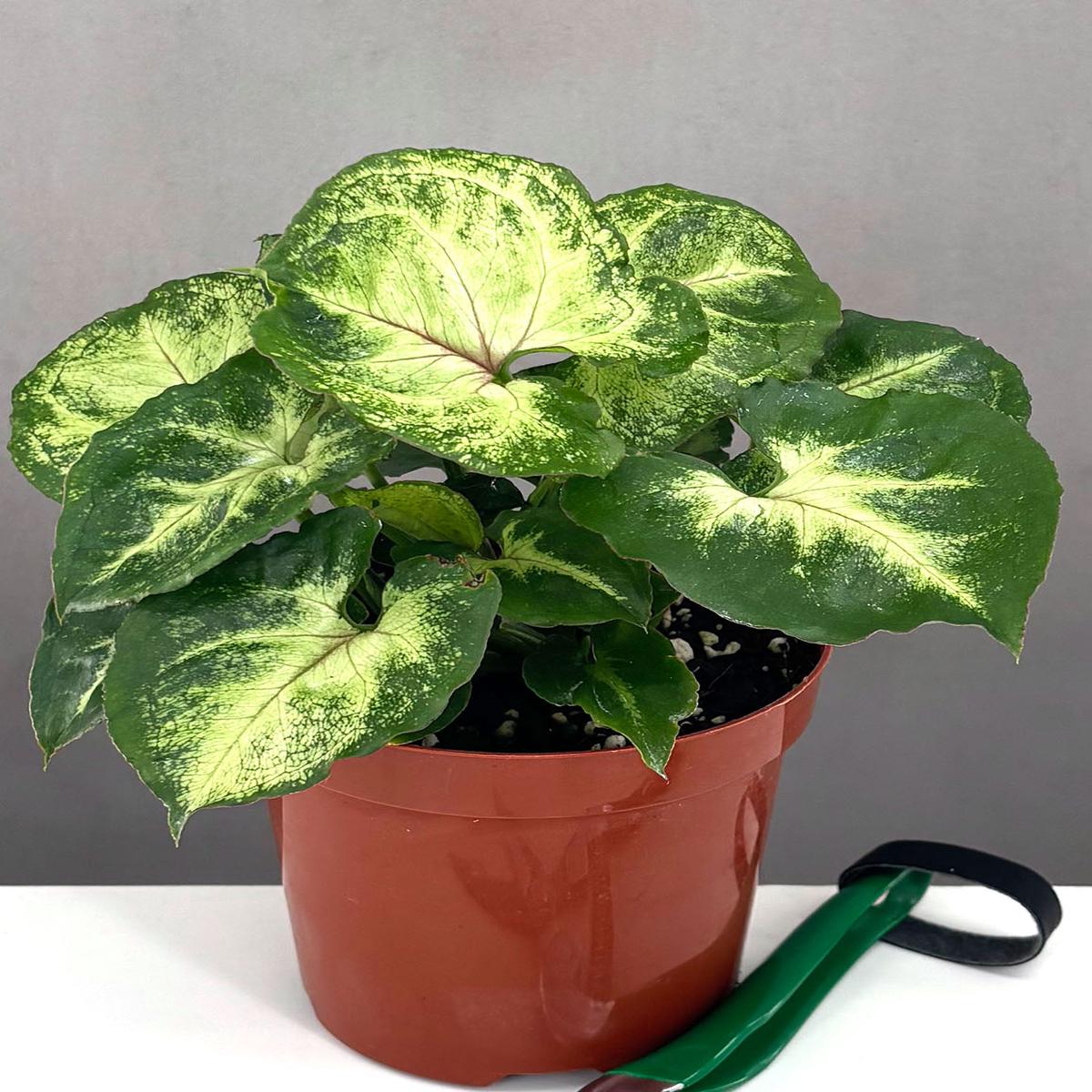 Syngonium Bob Allusion