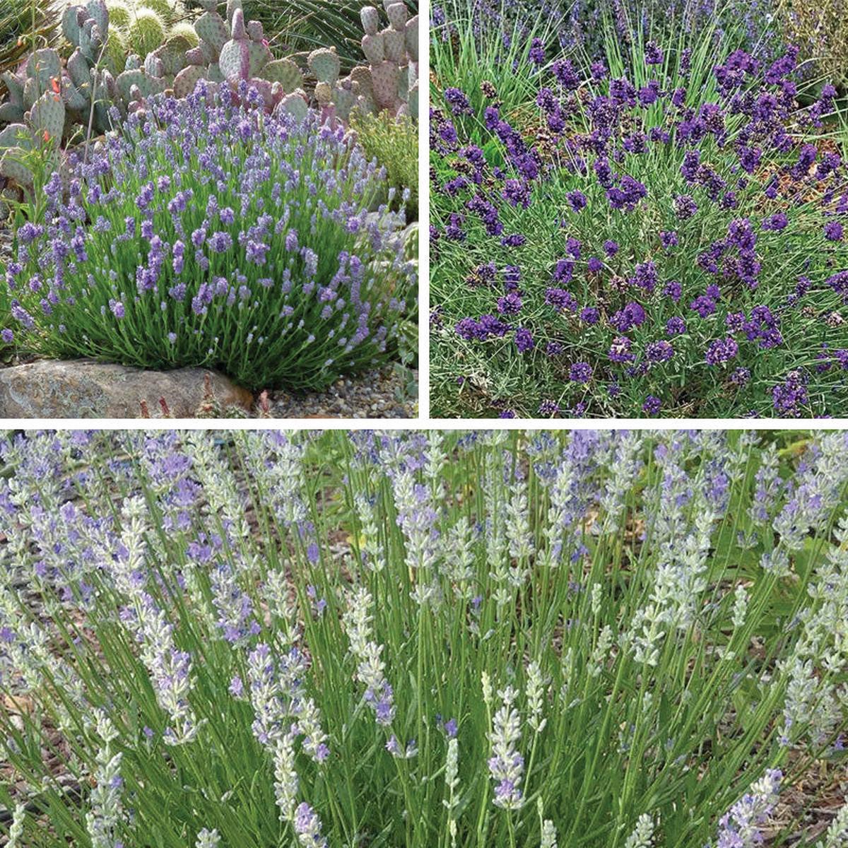 Three Tier Lavender Collection