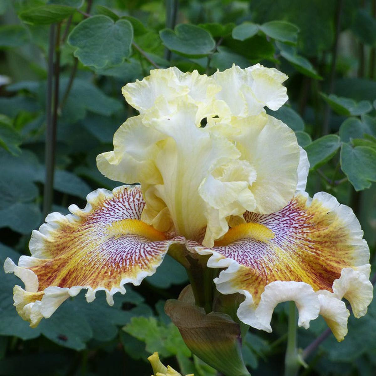 Wonders Never Cease Bearded Iris