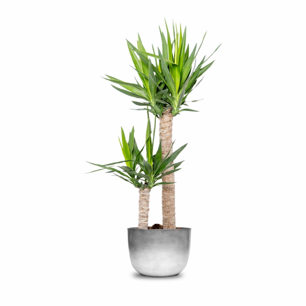 Yucca Cane 10 Inch - Potted