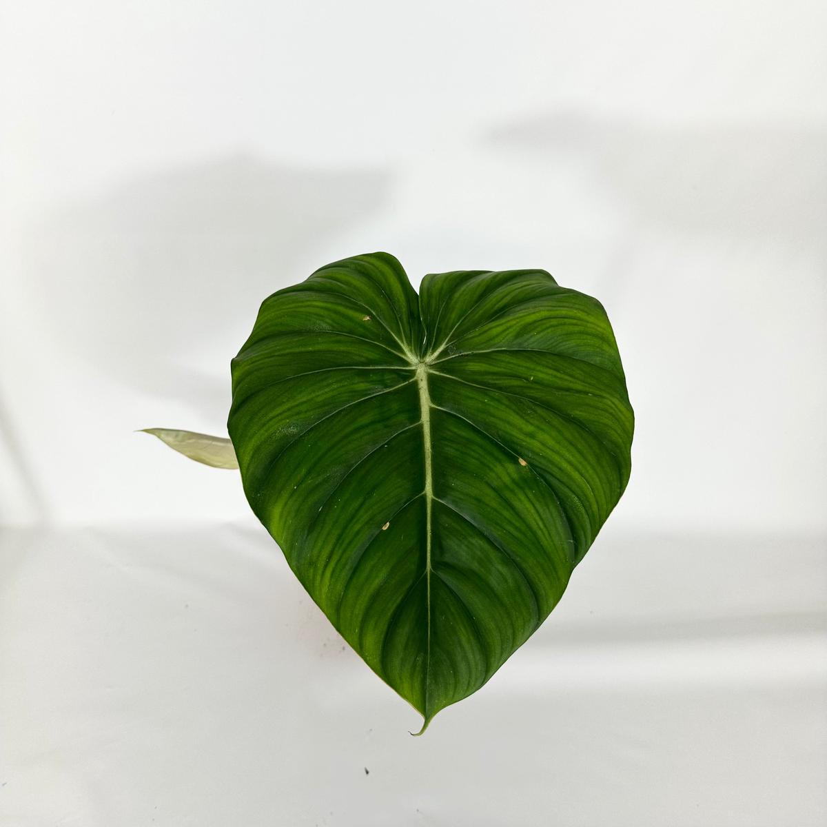 Z-4669 - Philodendron 'Dean McDowell' (Non-TC)