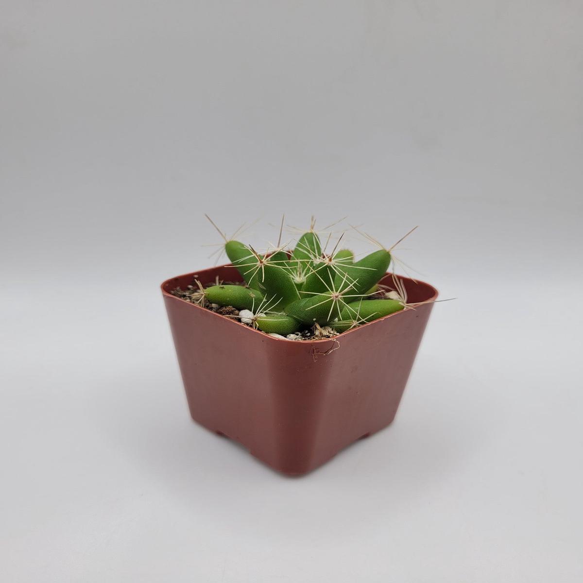 #43c Finger Cactus aka Mammillaria Longimamma