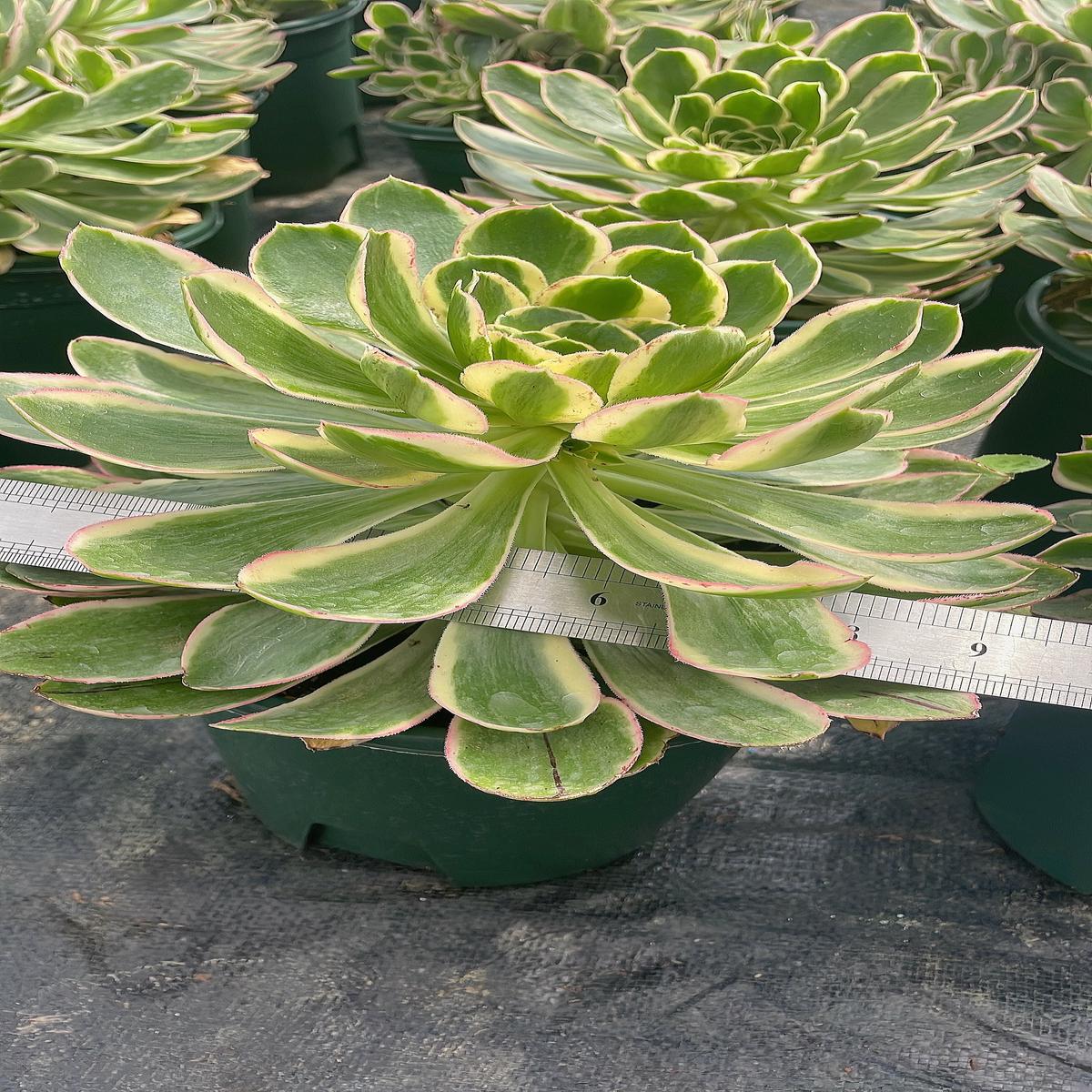 Aeonium Green RoseCutting  20cm