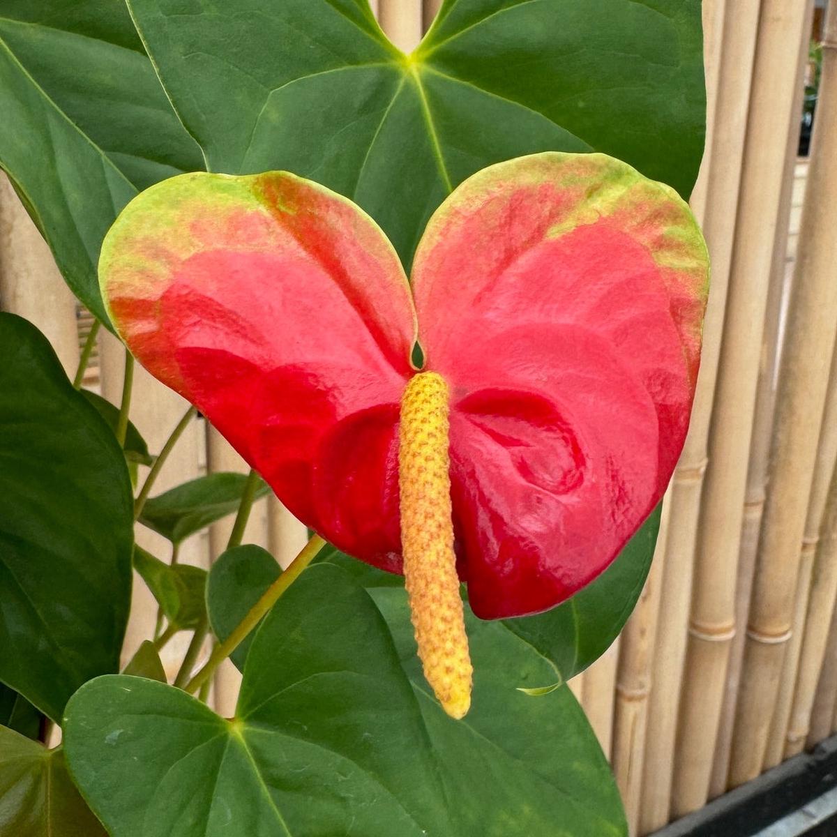 Anth. Scarlet Princess (Red Obake) - 5.5" Pot