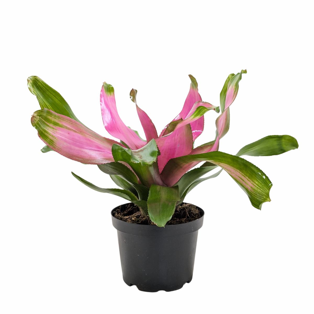 Bromeliad 'Donna'