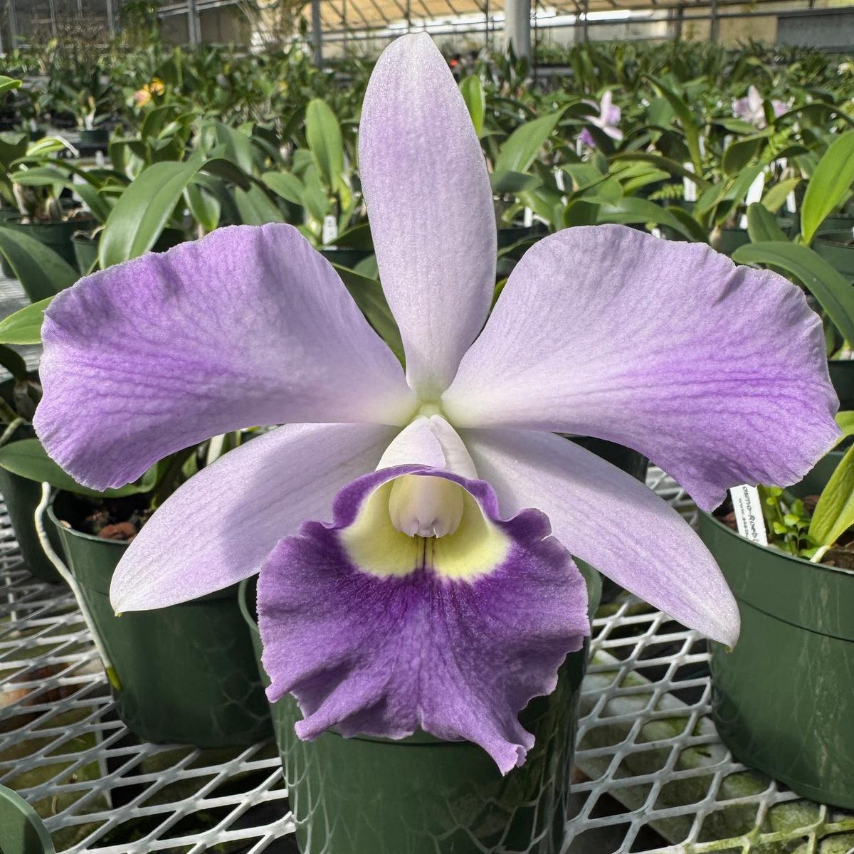 C. Cosmo-Roebling 'Volcano Queen' (5.5" Pot) - First Single Bloom