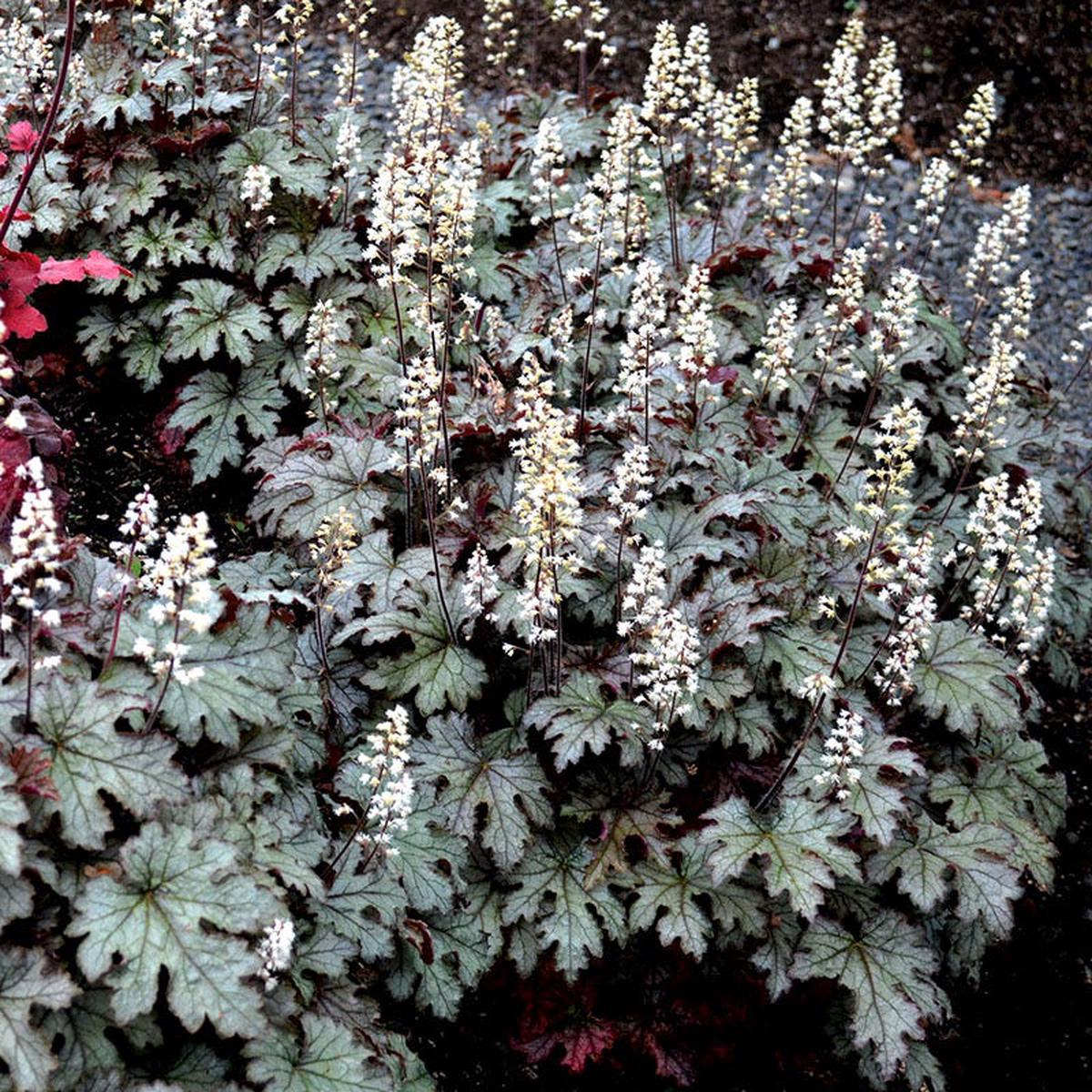 Cracked Ice Heucherella