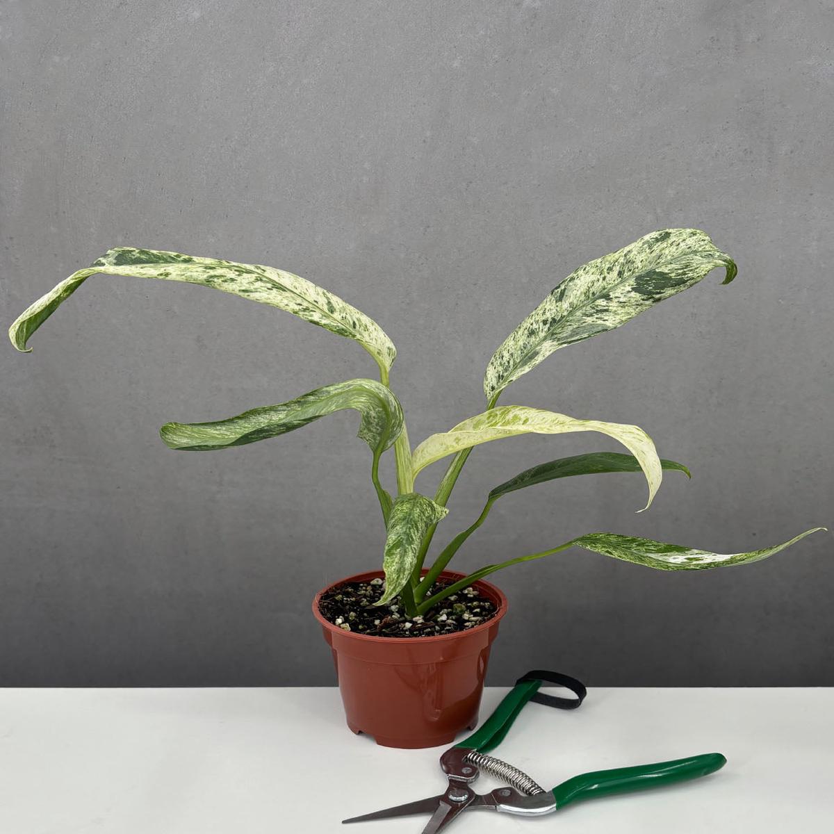 Epipremnum Giganteum Marble