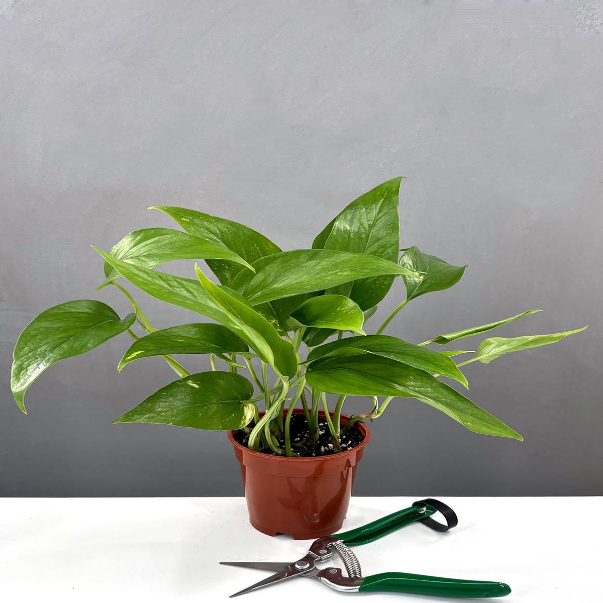 Epipremnum Pinnatum Aurea