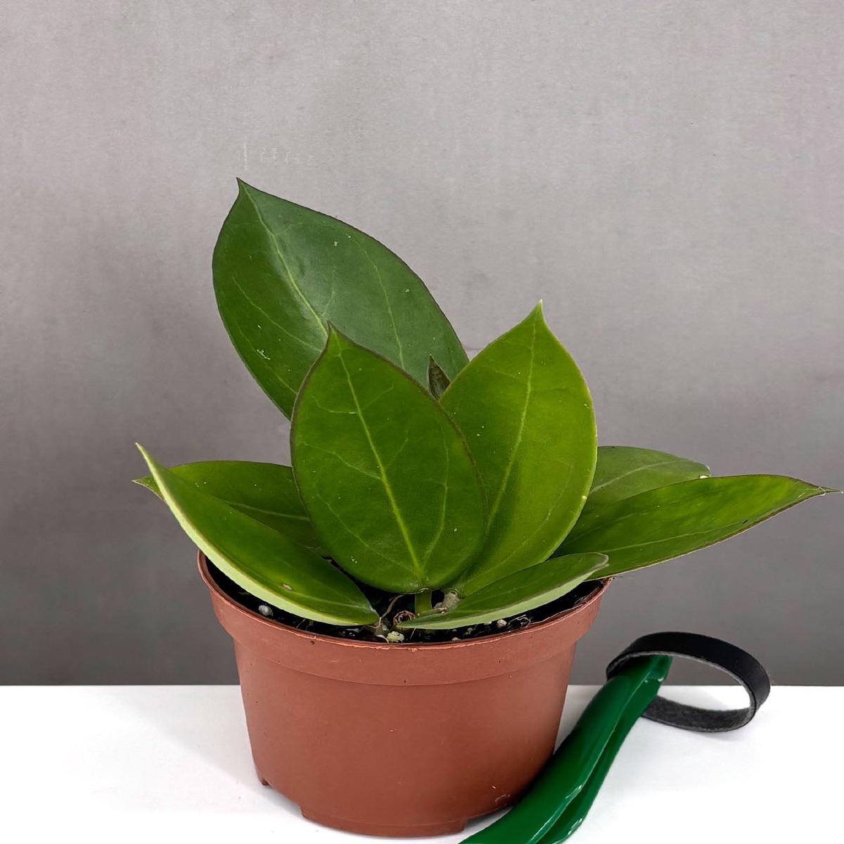 Hoya Bent