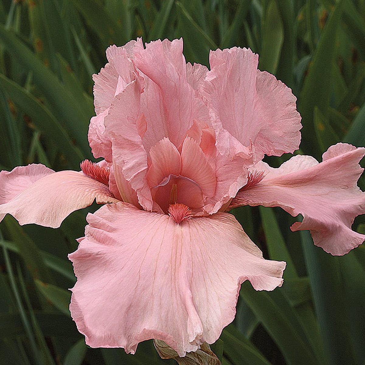 I Pink I Can Bearded Iris