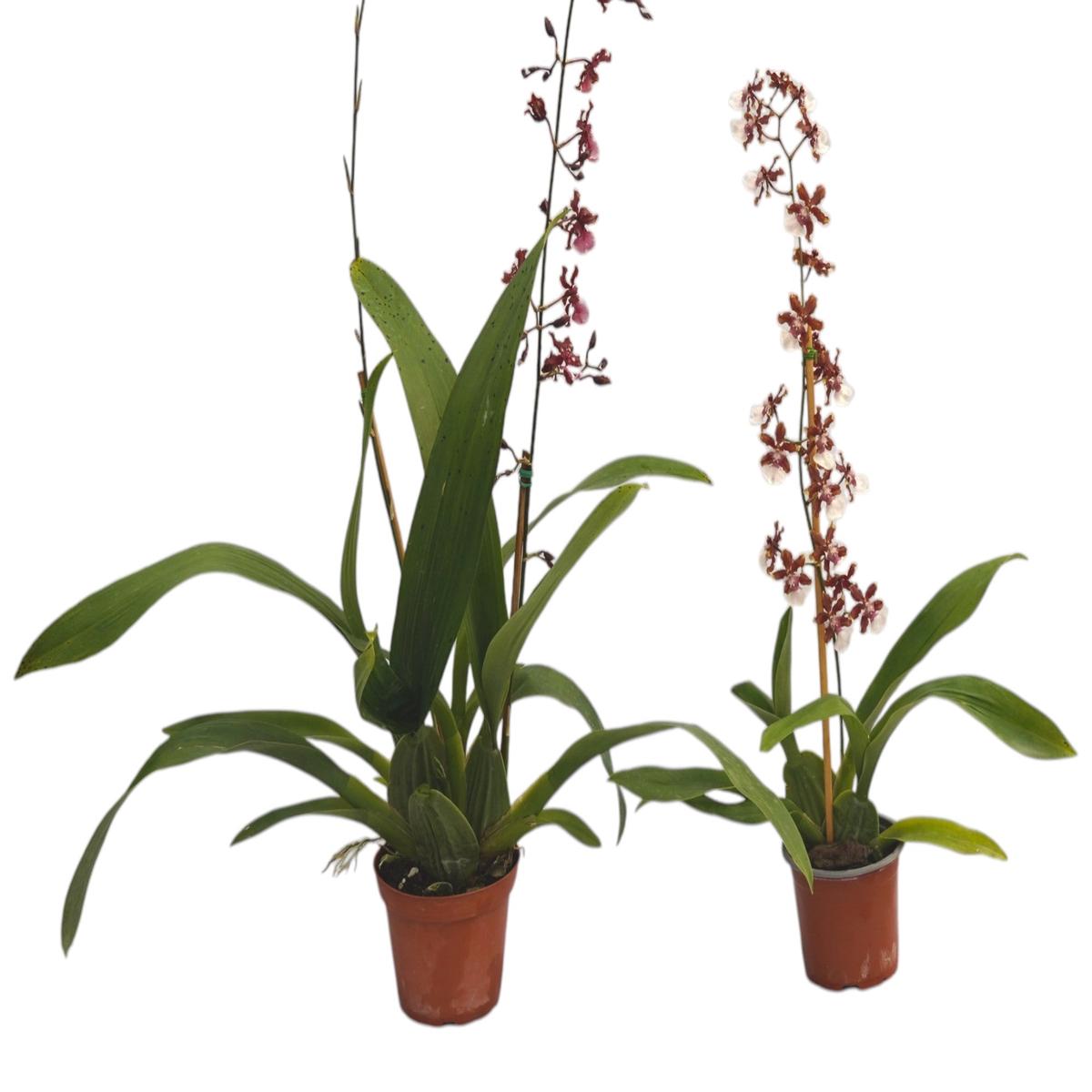 Oncidium Sharry Baby (Big)