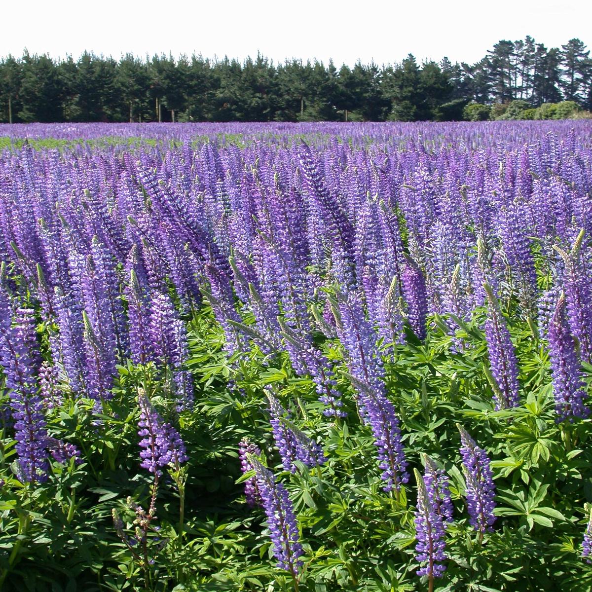 Perennial Lupine Wildflower Seed