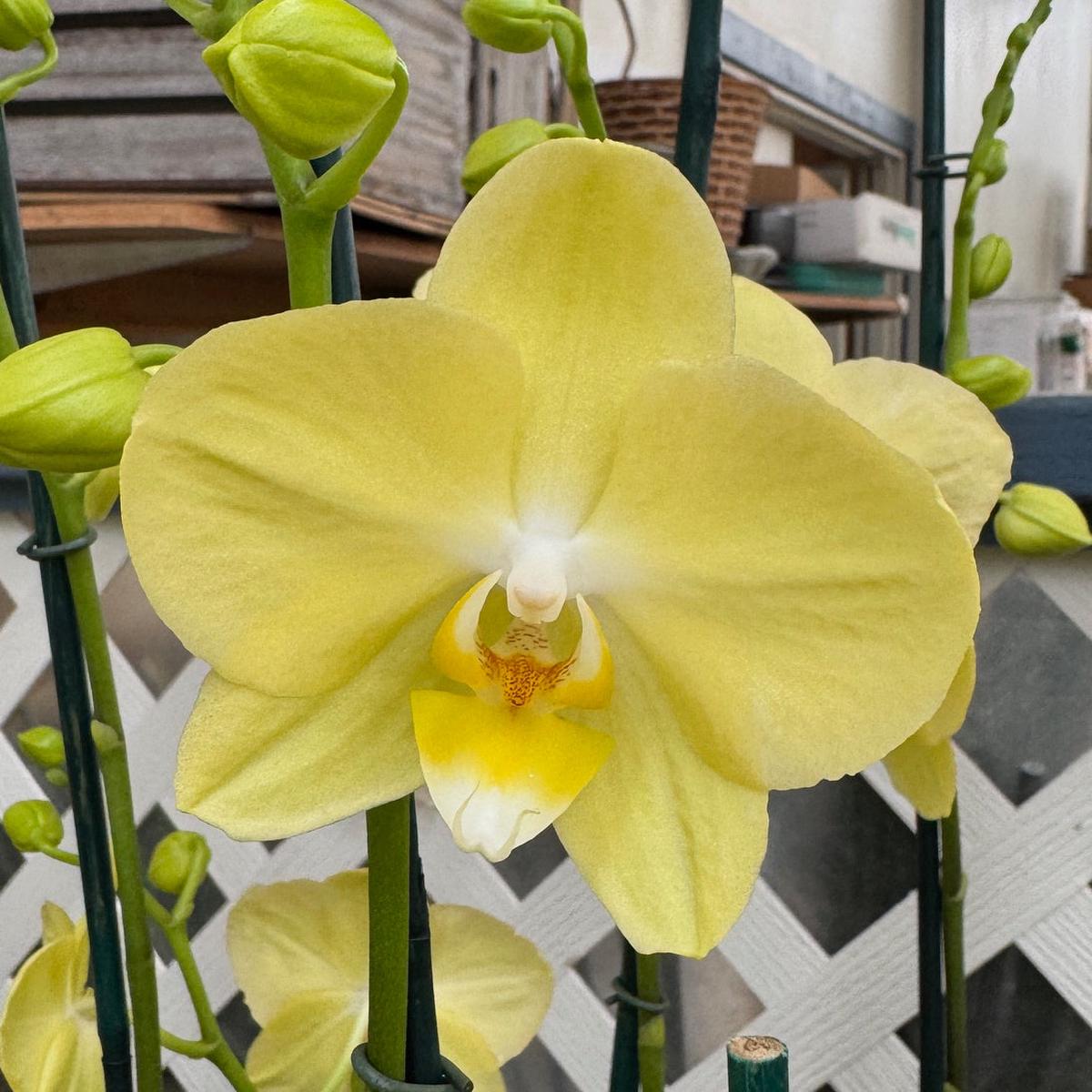 Phal. Mirage