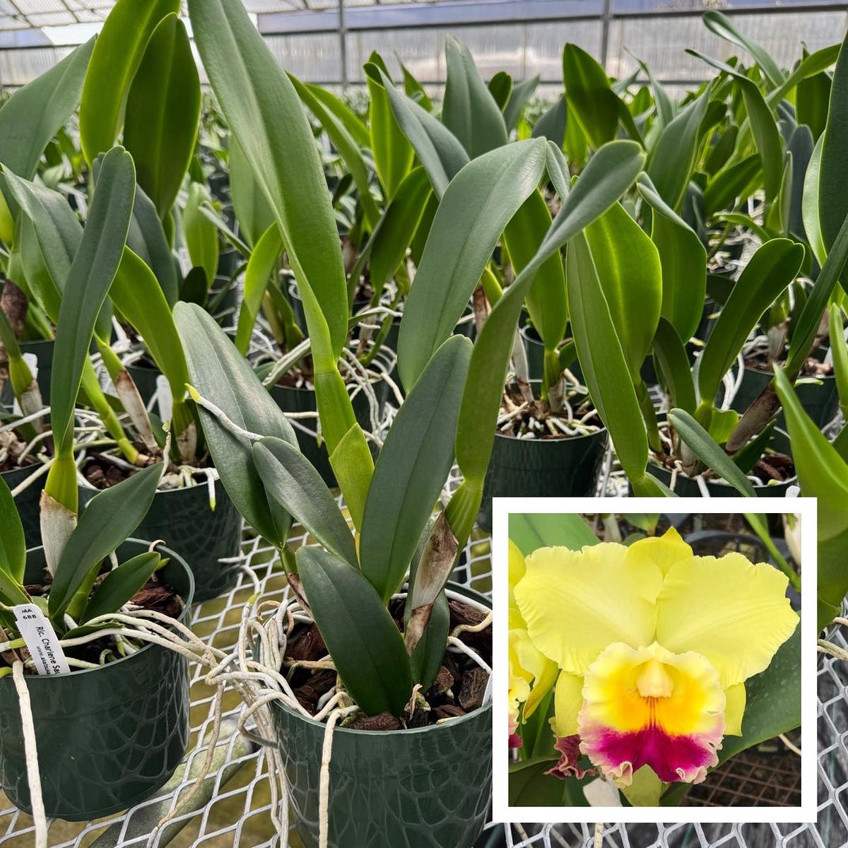 Rlc. Charlene Sau Yee Liu 'Volcano Prince' (5.5" Pot) - Not Blooming