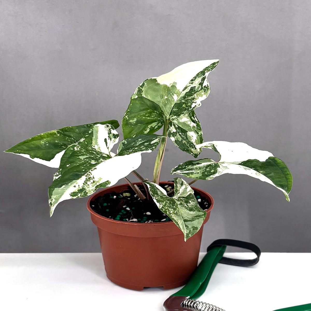 Syngonium Albo