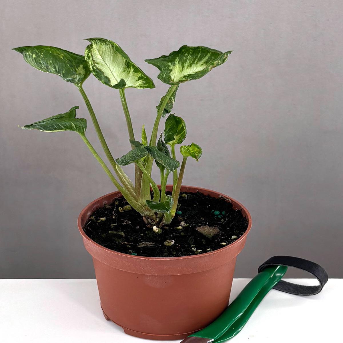 Syngonium Godzilla