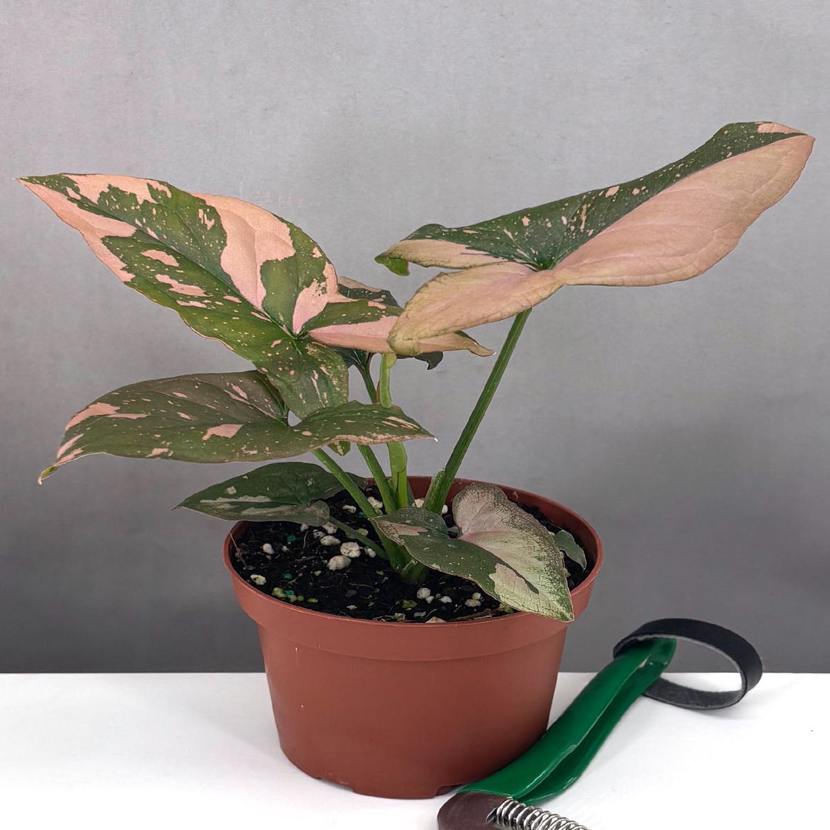 Syngonium Pink Splash
