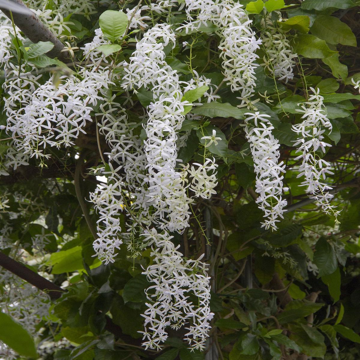 White Queens Wreath (Petrea volubilis Alba)