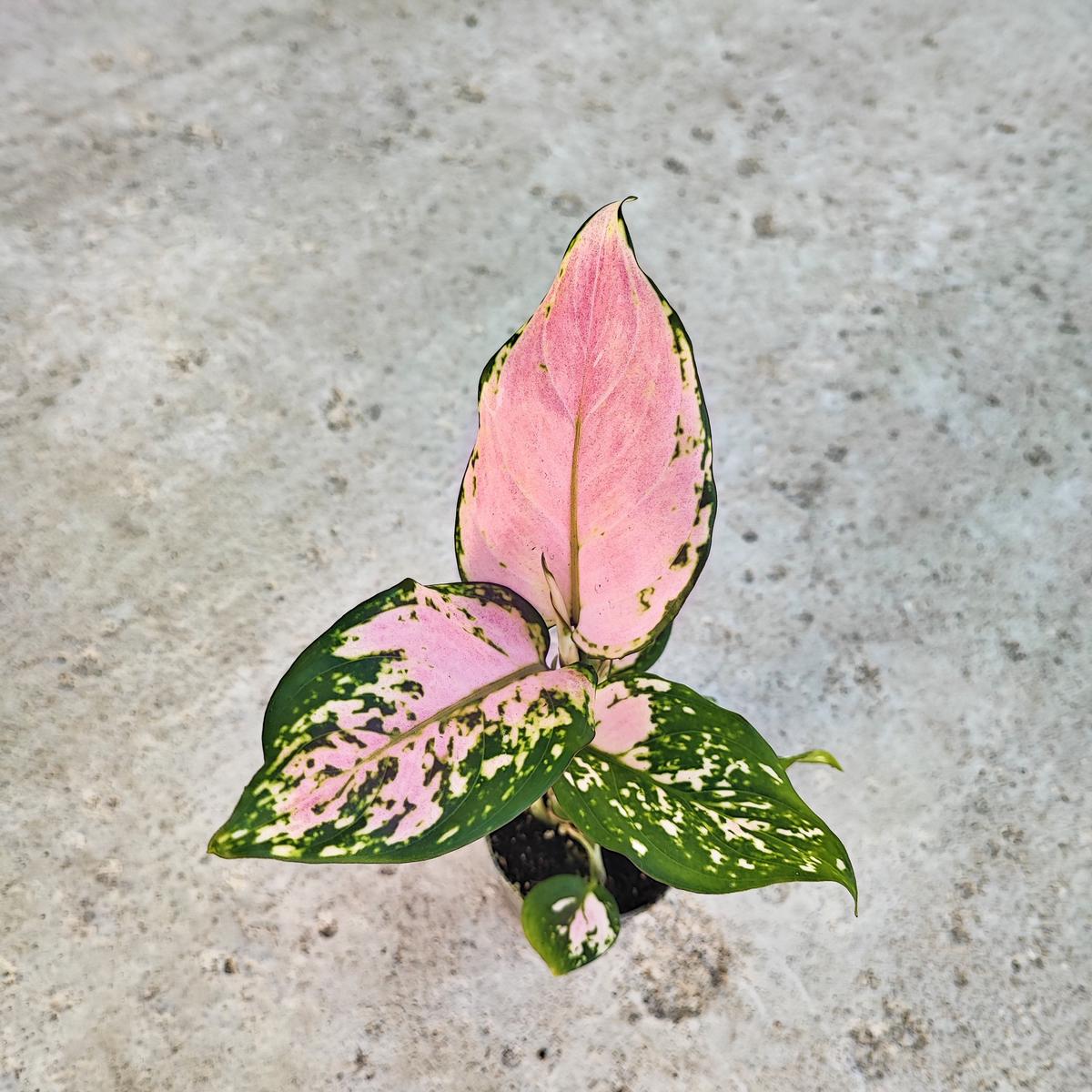 Aglaonema 'Red Valentine' - Feuillage Rose Passion