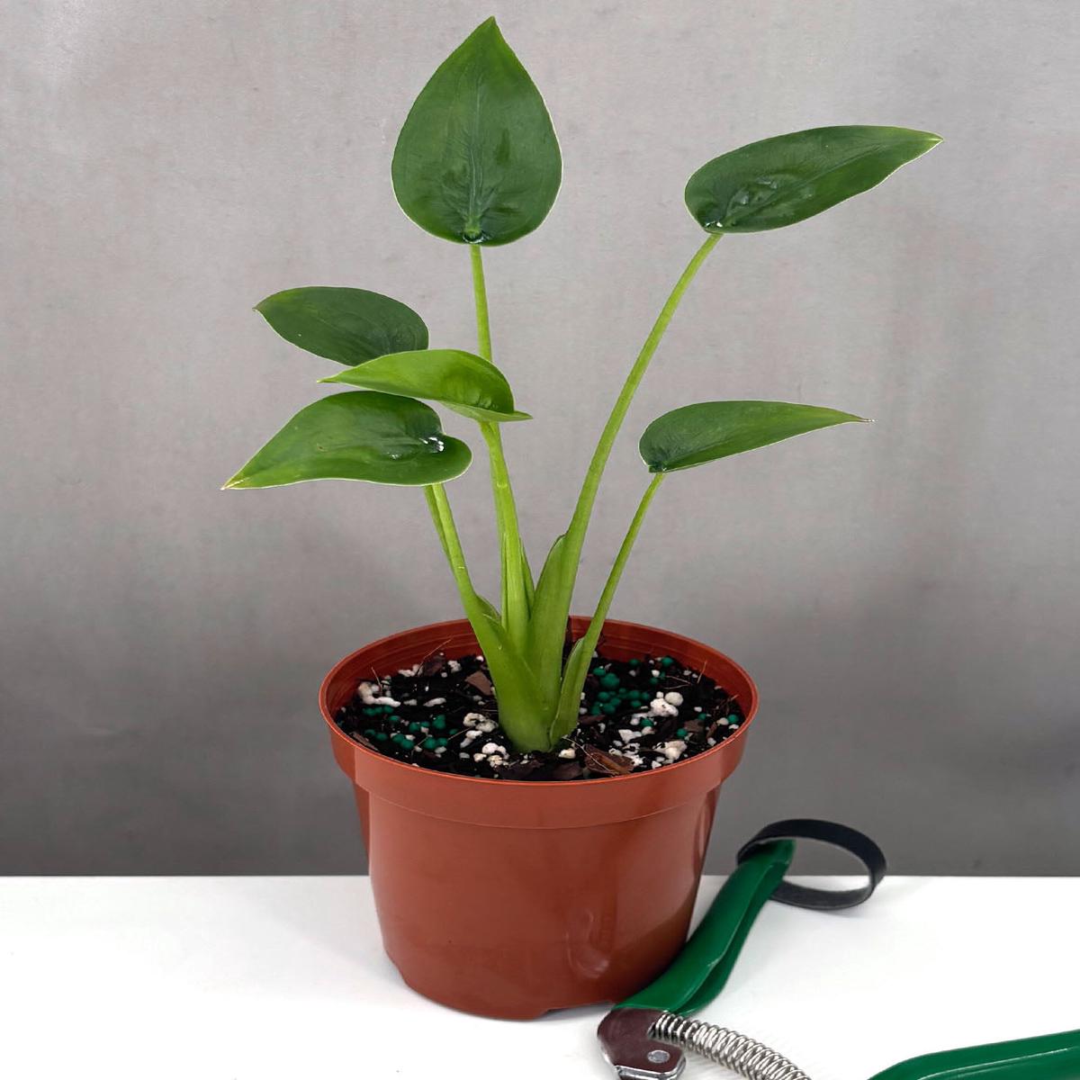 Alocasia Tiny Dancers